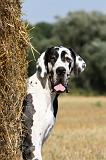 DOGUE ALLEMAND 290